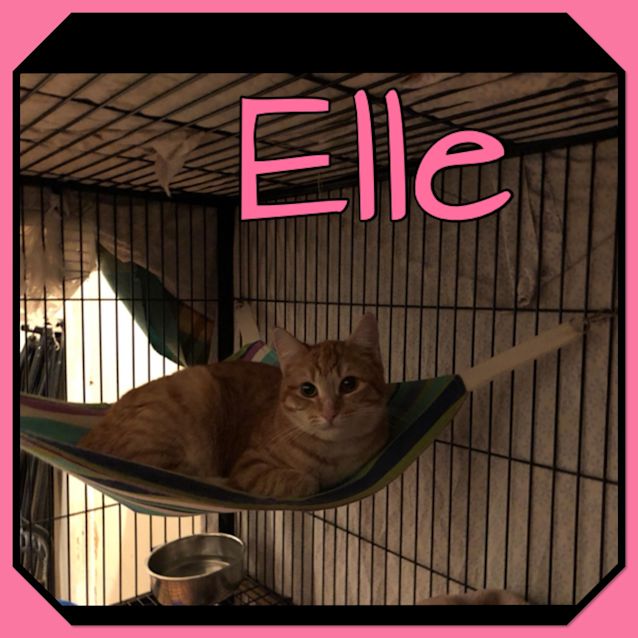 Photo of Elle