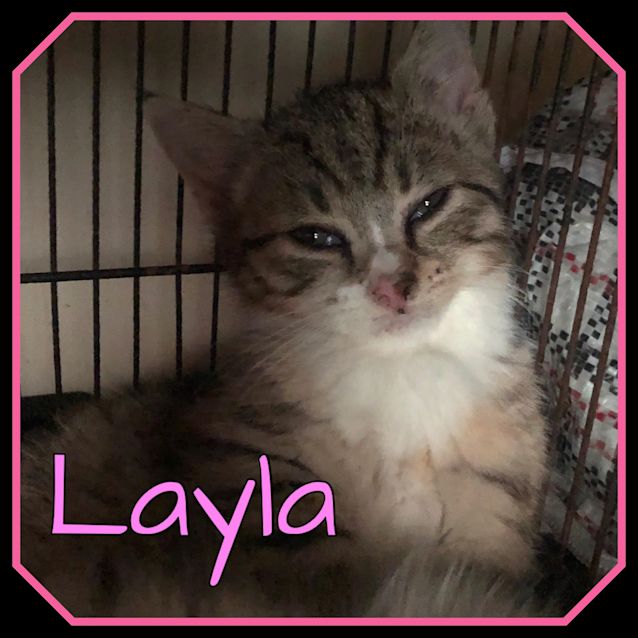 Photo of Layla