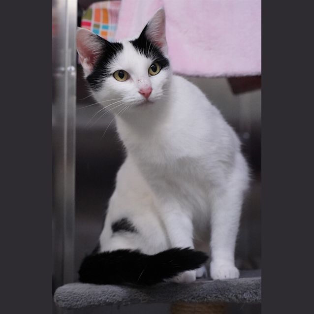 Photo of Whisper