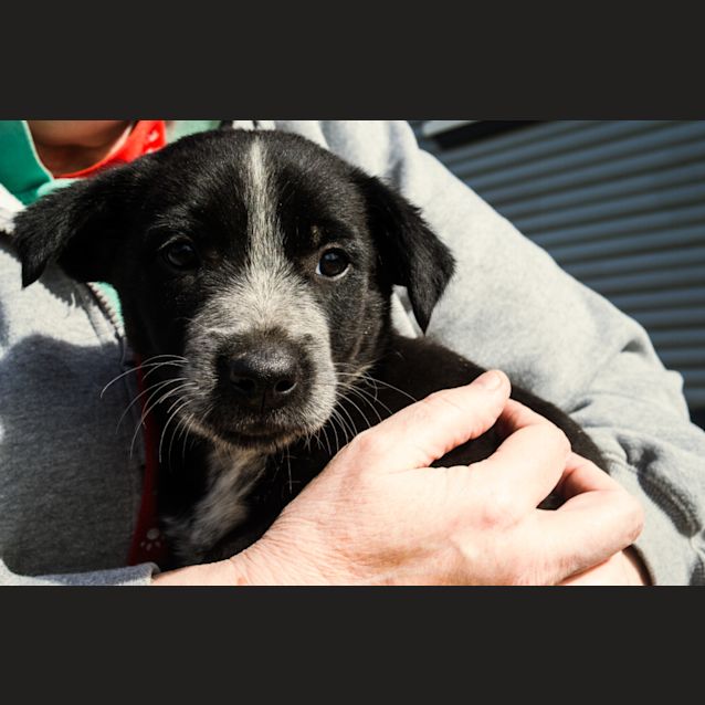 Photo of Pippi And Pete