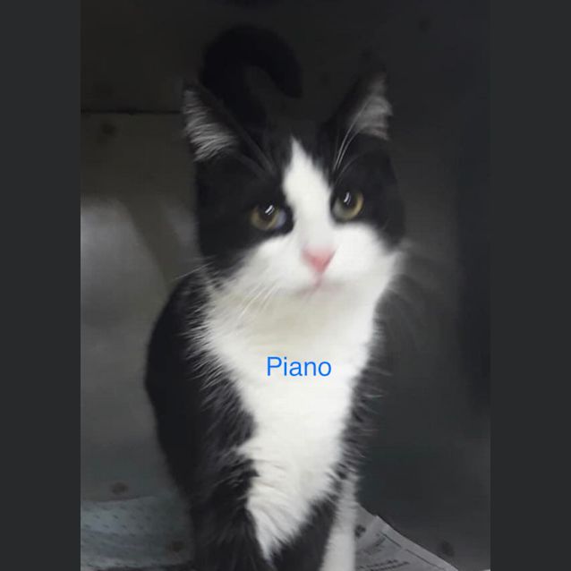 Photo of Piano