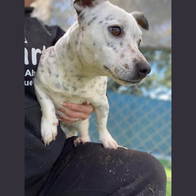 Photo of Spotty Dl2497