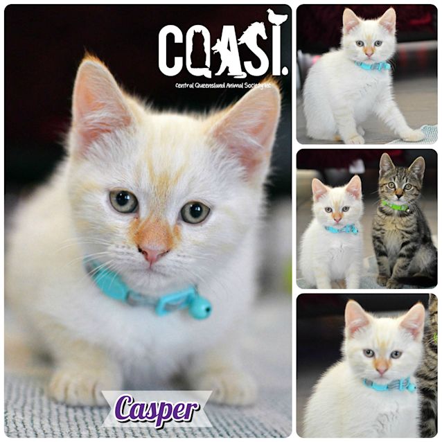 Photo of Casper
