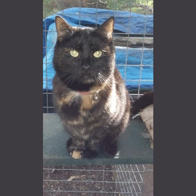 Photo of Midnight