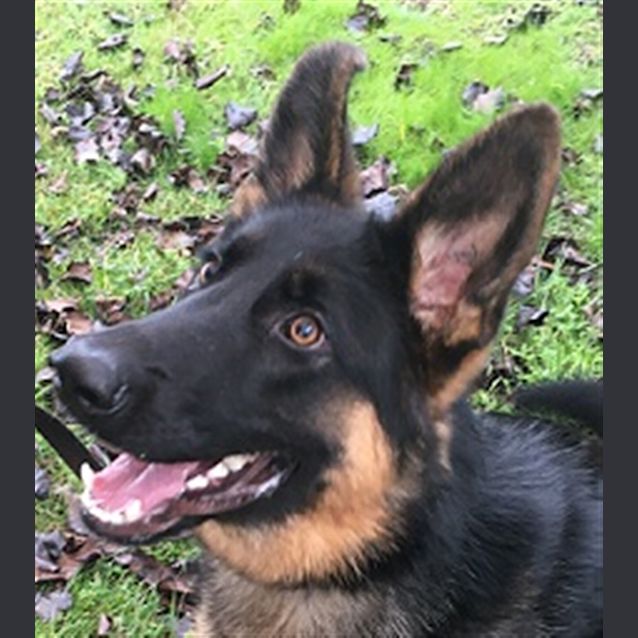 Photo of Otto