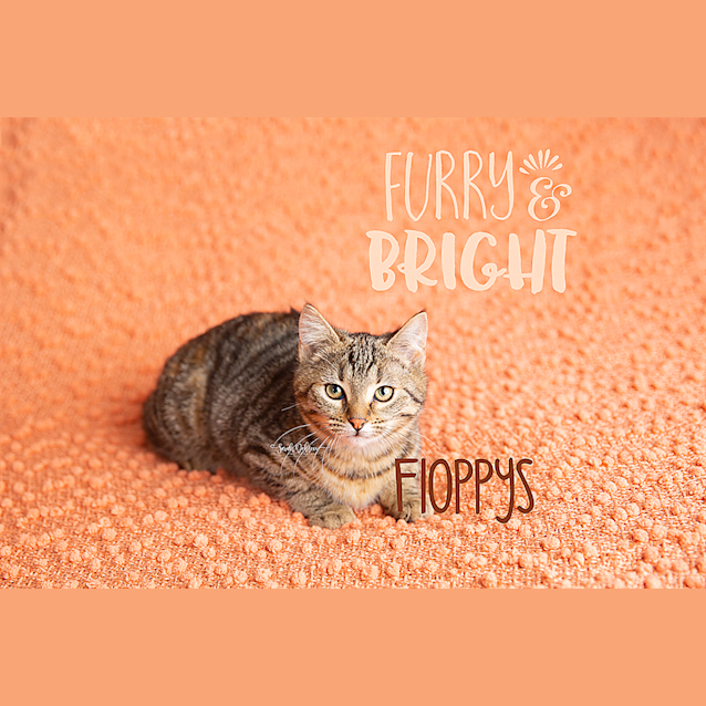 Photo of Floppy