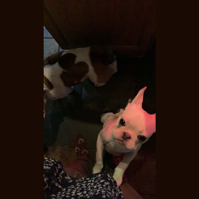 Photo of Ralphie 