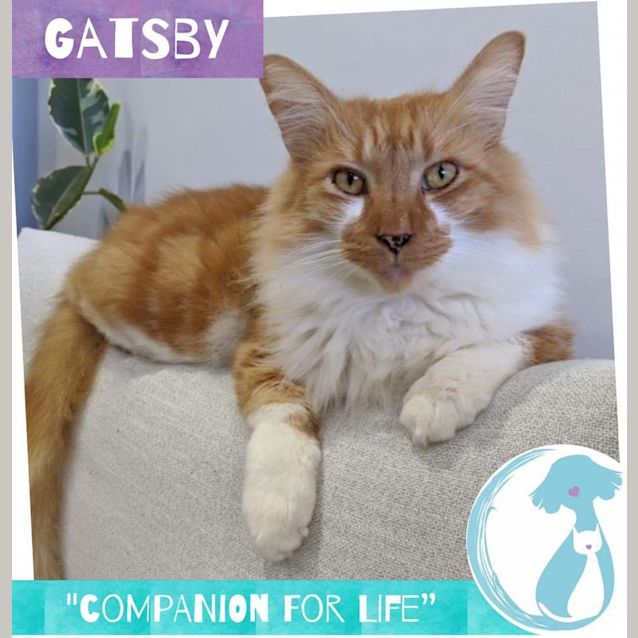 Photo of Gatsby 