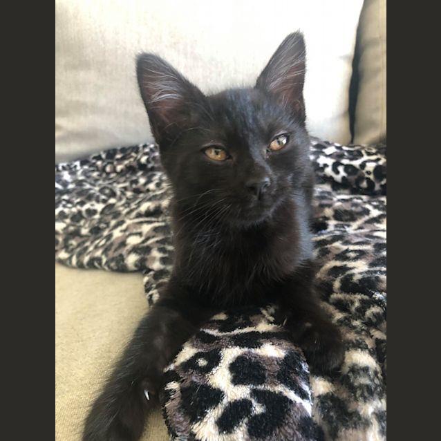 Photo of Mischa