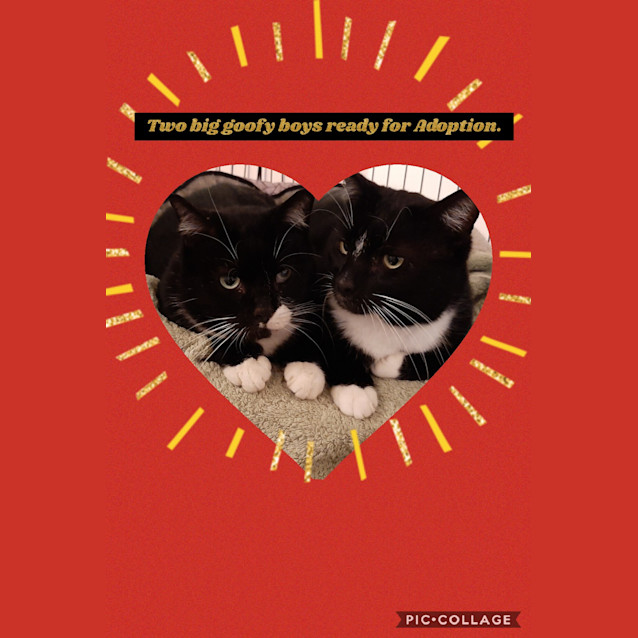 Photo of  Truffles To Go With Brocky.