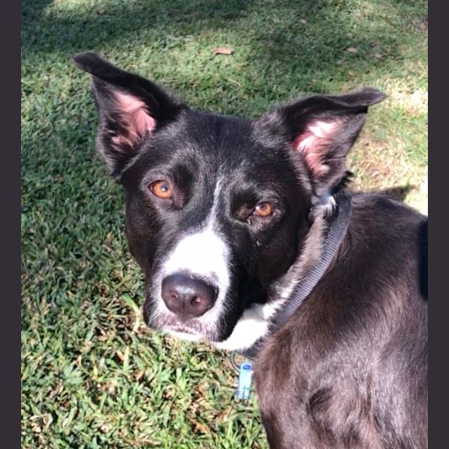 Photo of Jack ~ 4.5yr Border Collie X (On Trial 21/5/21)
