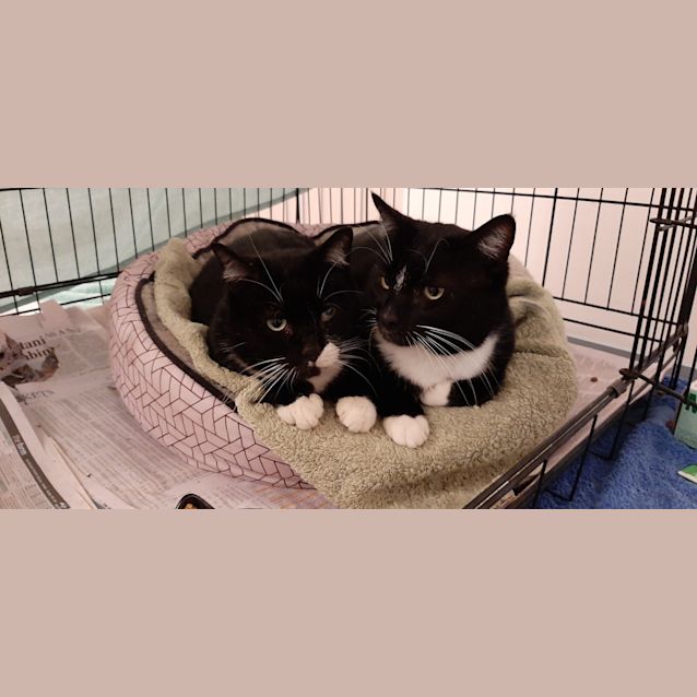 Photo of Truffles To Go With Brocky.