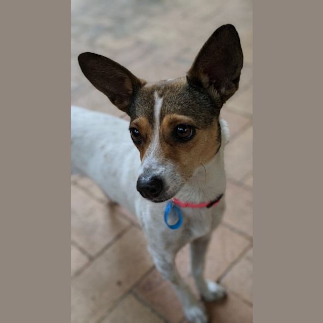 Photo of Pixie