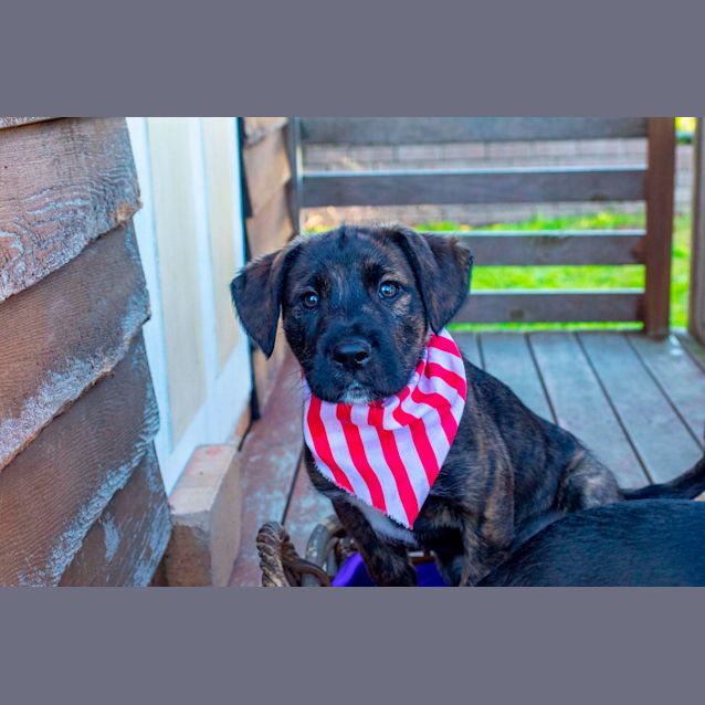 Photo of Atlas~Bc X Wolfhound (On Trial 27/08/20)