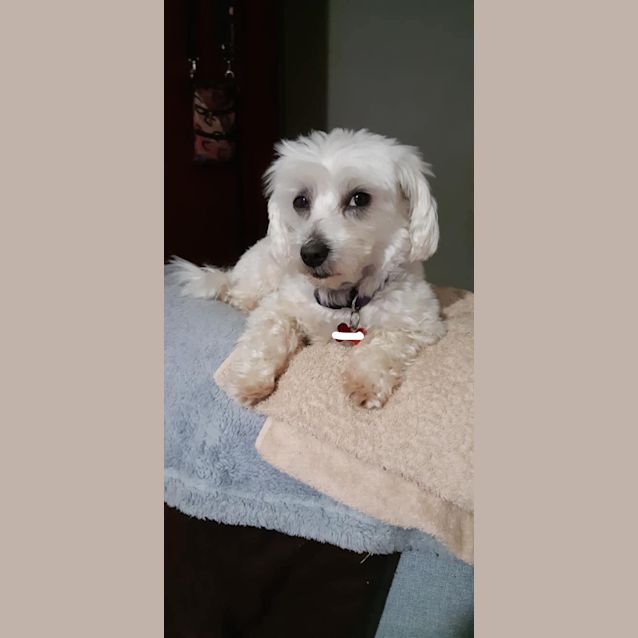 Photo of Maverick 💚