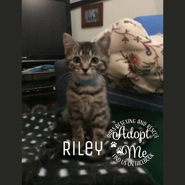 Photo of Riley
