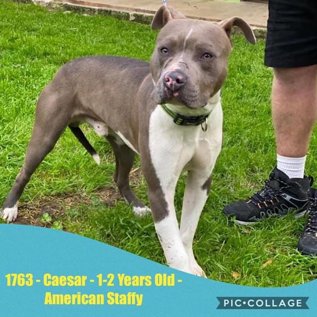 Photo of 1763 Caesar