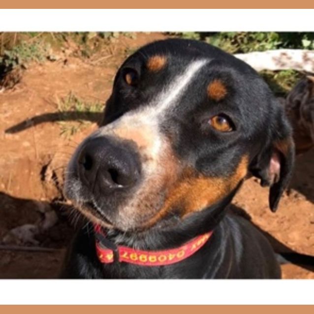 Photo of Bindi 