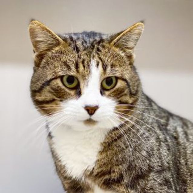 Photo of Mister Puss