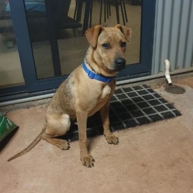 Photo of Dexter