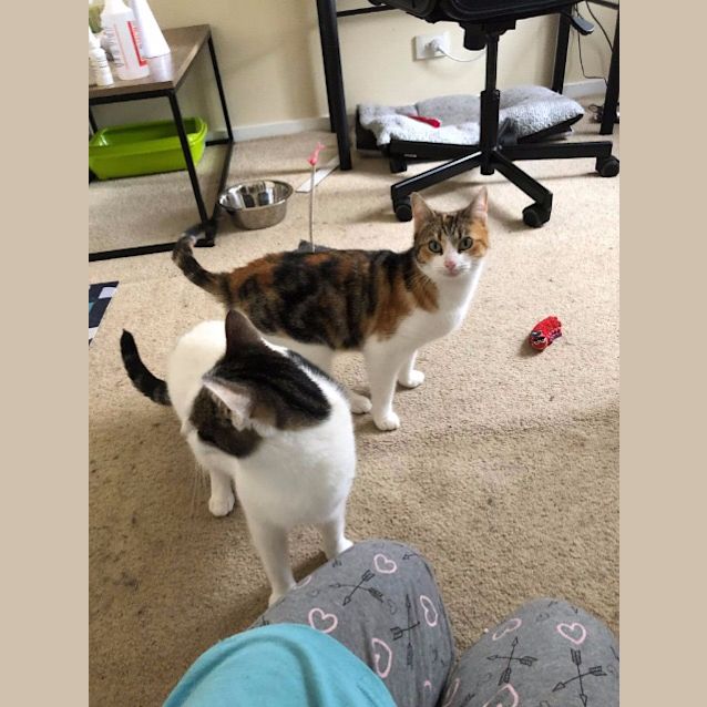 Photo of Lady And Zelda   Mother Daughter Duo!
