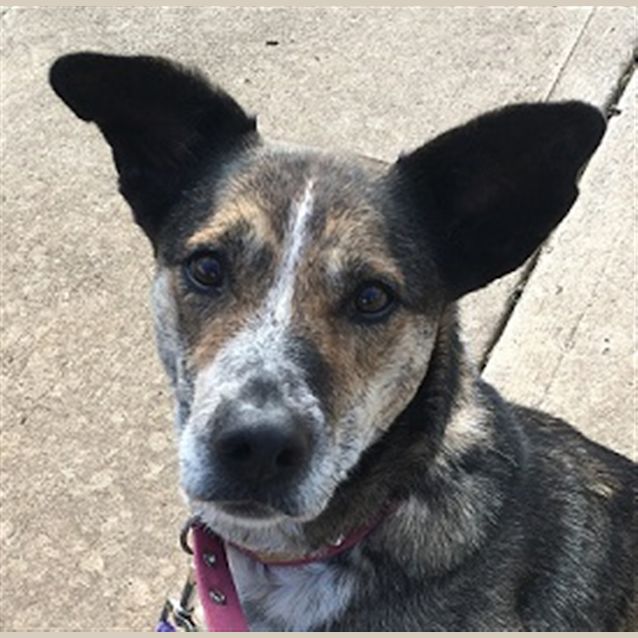 Photo of Nala