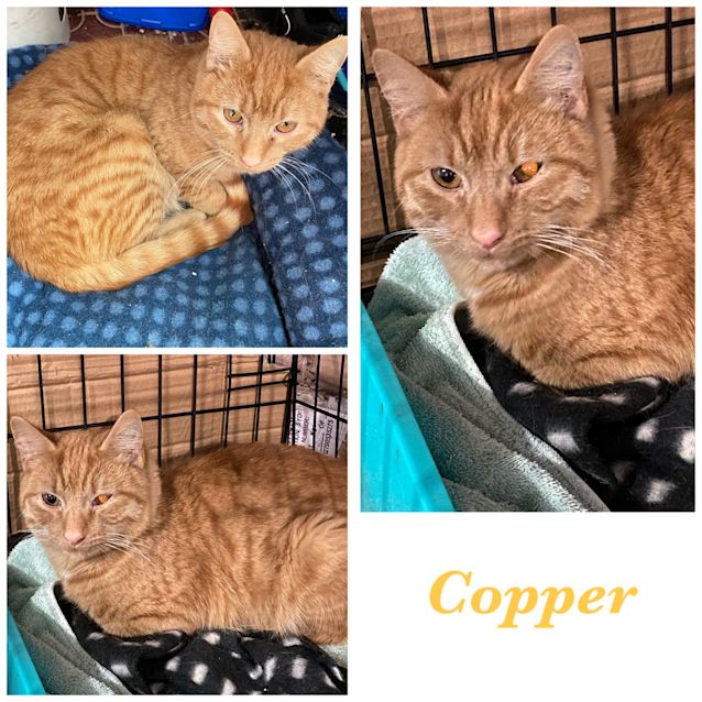 Photo of Copper 