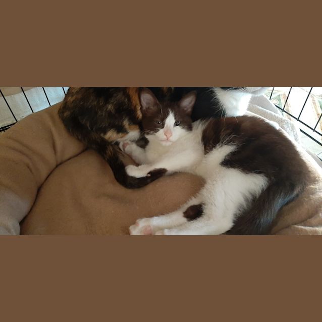 Photo of Butterball Brown 