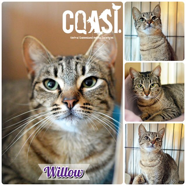 Photo of Willow