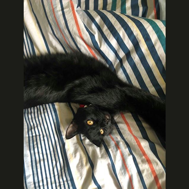 Photo of Shadow