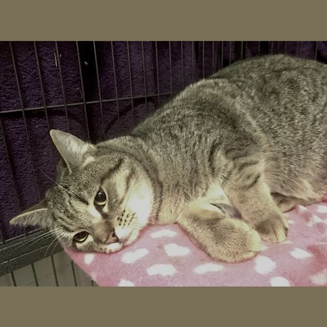 Photo of Katana