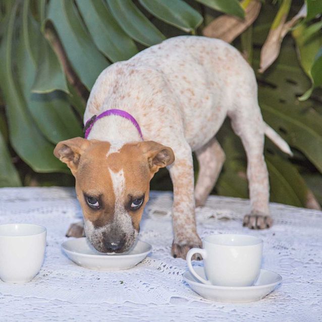 Photo of Monica ~ Cattle X Ridgeback(on Trial 02/08/20)