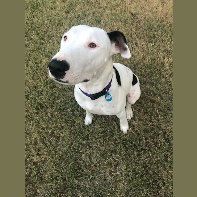 Photo of Bindi