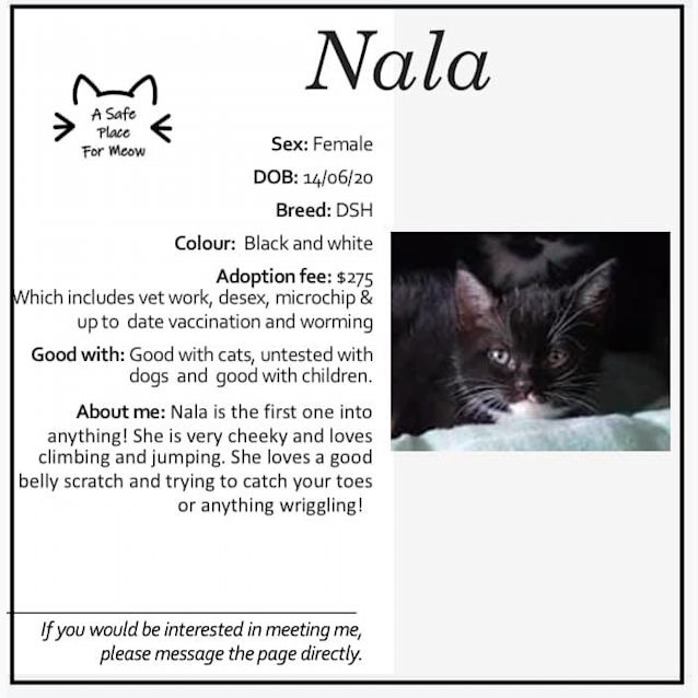 Photo of Nala