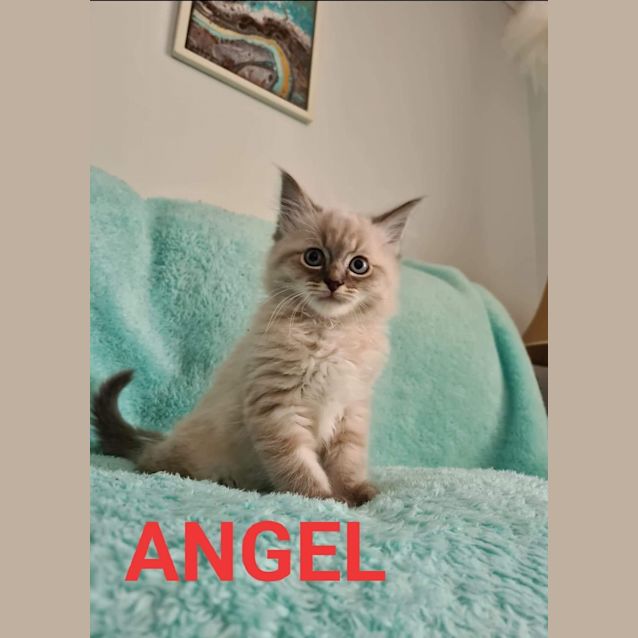 Photo of Angel