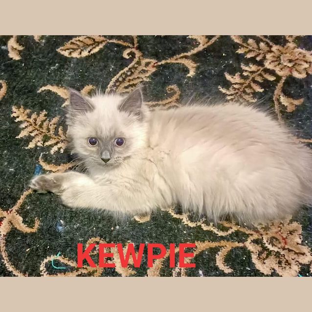 Photo of Kewpie