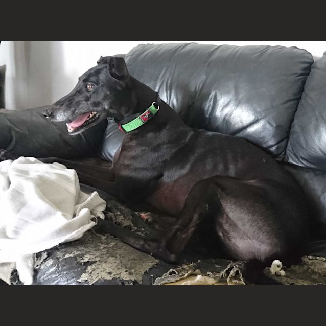 Photo of Nangar Breeze "Breezy"