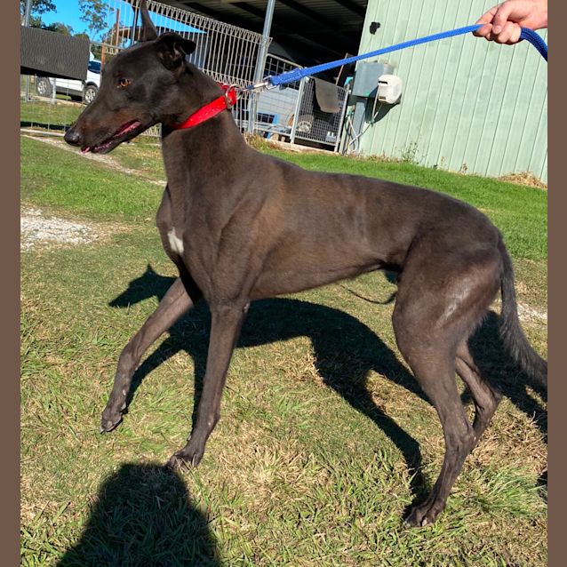 Photo of Cheeki Charlie