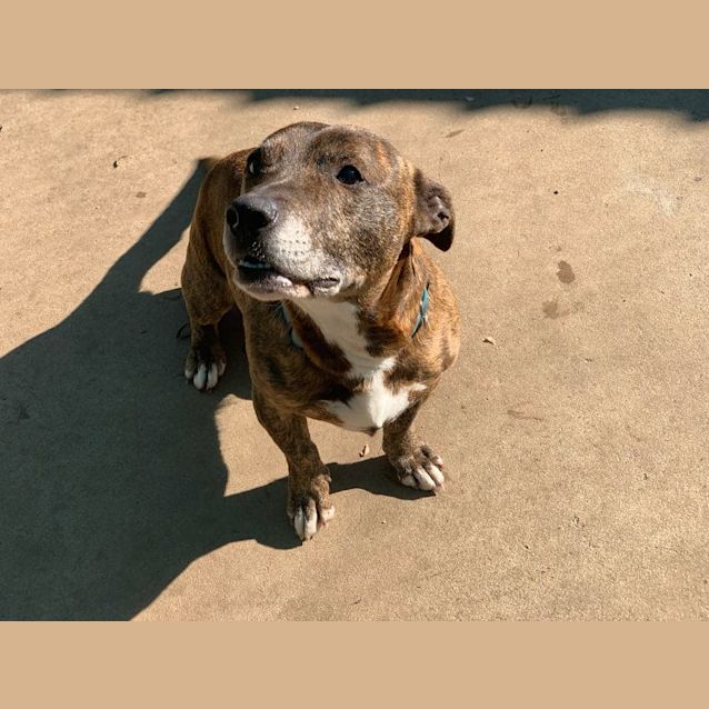 Photo of **Foster Carer Needed** Tiger