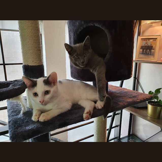 Photo of Casper And Baloo