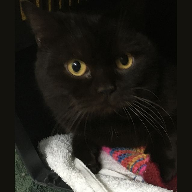 Photo of Sirius 