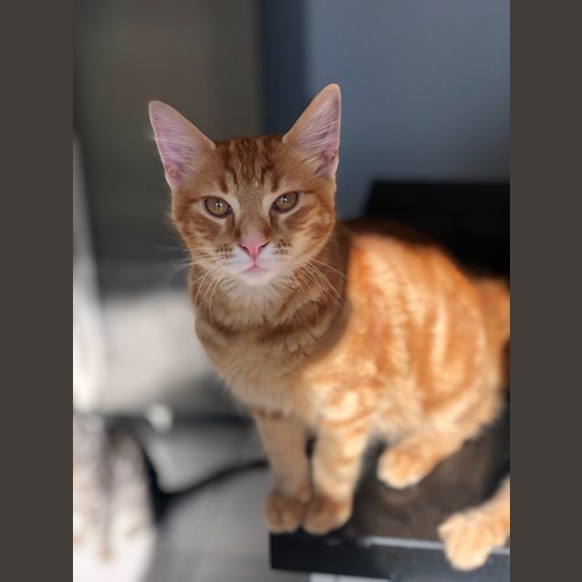 Photo of Rocky And Sassy