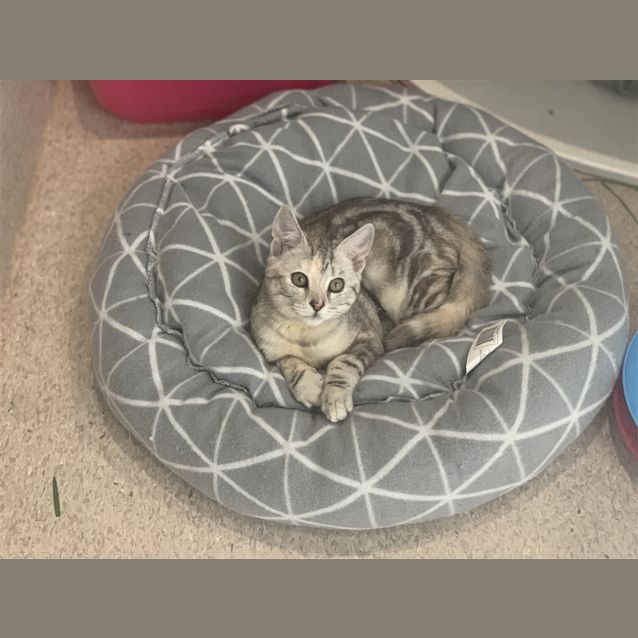 Photo of Rocket