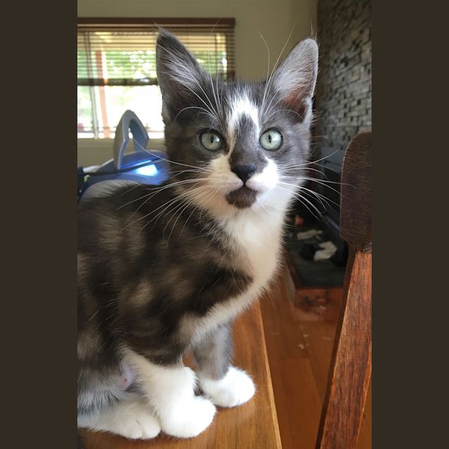 Photo of Jupiter (Now Luna)