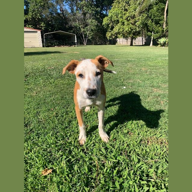 Photo of 1568. Kahlua