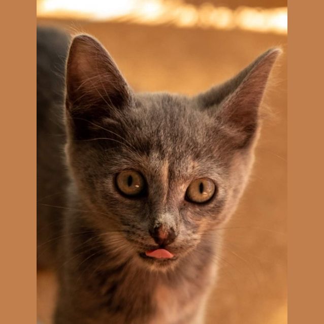 Photo of Frosties
