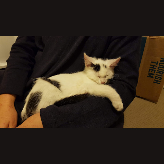 Photo of Sully