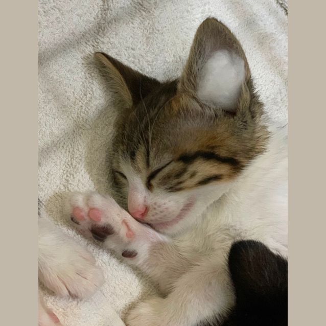 Photo of Luther