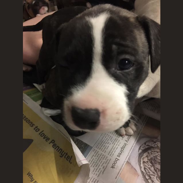 Photo of Ziggy