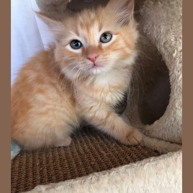 Photo of Toffee